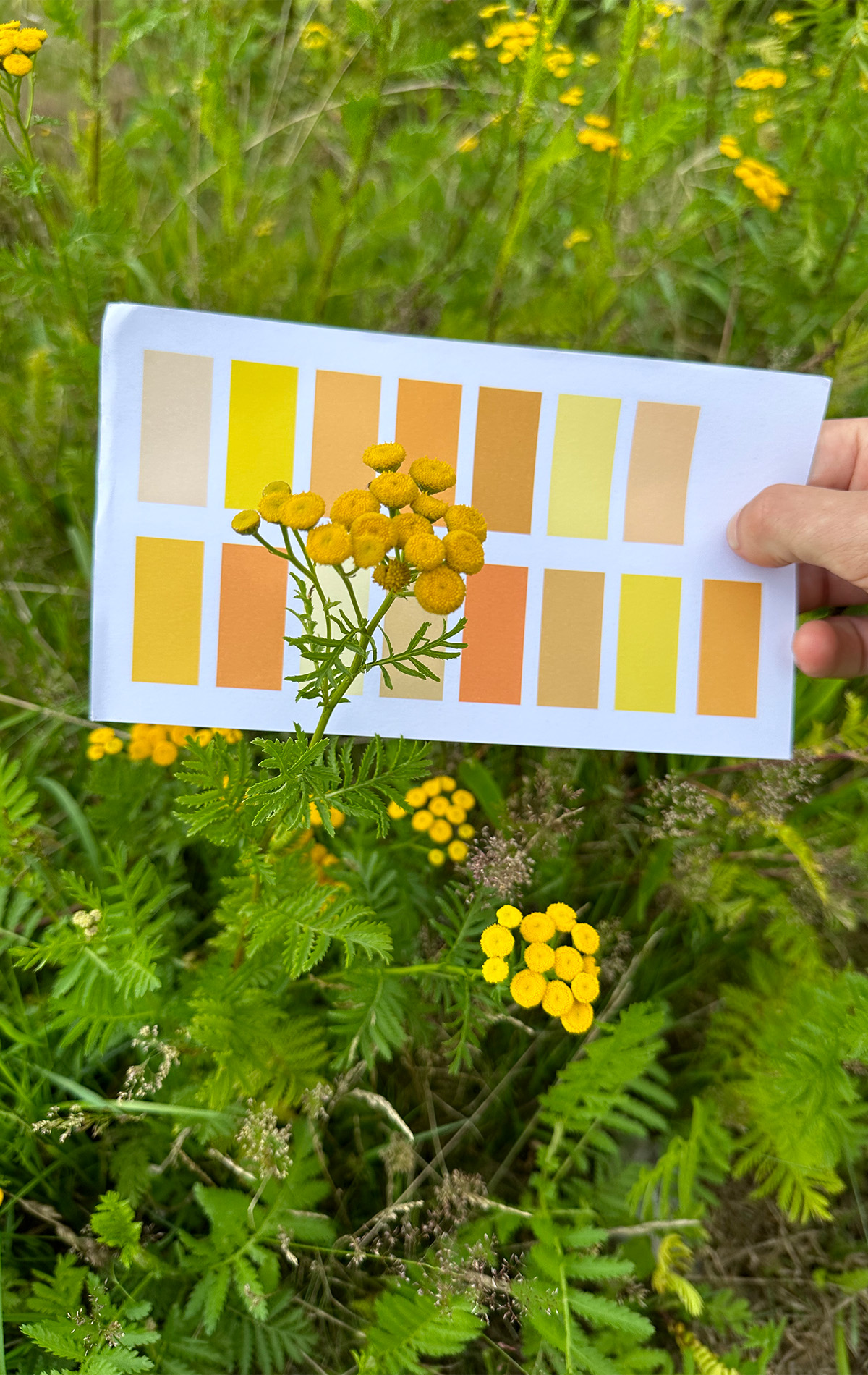 Kleurenkaart Into Nature Drenthe